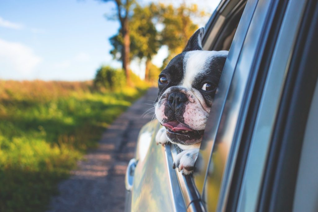 A small dog hanging out of a car's window. | Things to do in the Bentonville, AR area. | Crain Kia of Bentonville